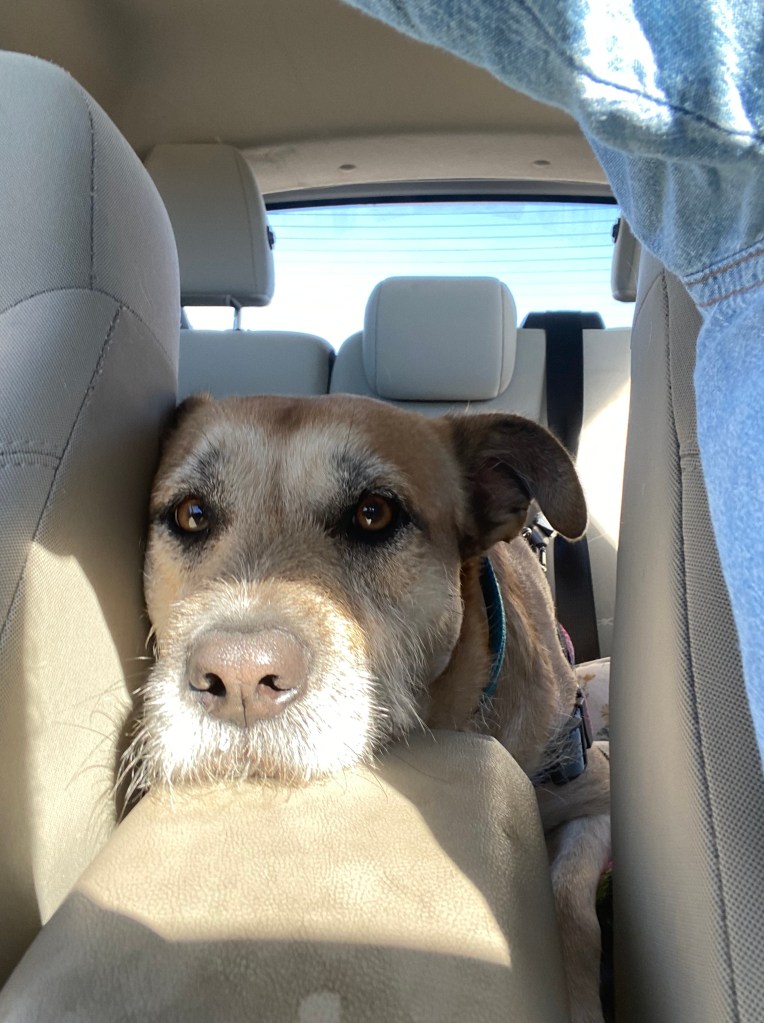 The head of a tan and white dog rests on the center console of a car.