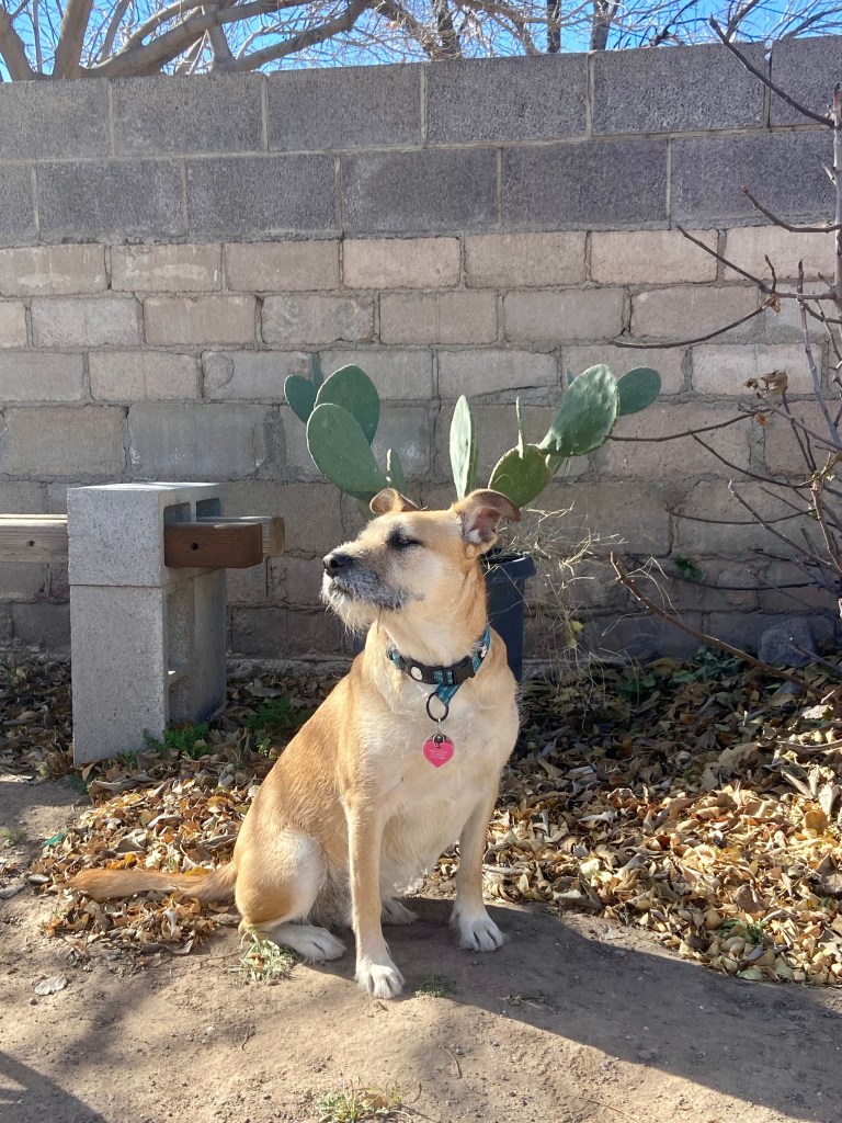 A tan and white dog with medium length fur sits outdoors in front of a wrought iron cactus, her head tilted toward the sun.